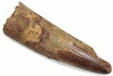 Fossil Spinosaurus Tooth - Real Dinosaur Tooth #376450-1